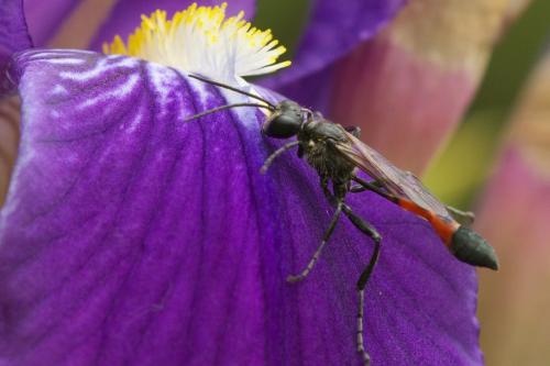 Réf. 84 087 : Ammophila sabulosa
