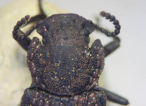 Réf. 84 516 : Bolitophagus reticulatus