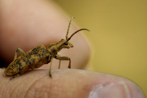 Réf. 85 547 : Rhagium sycophanta