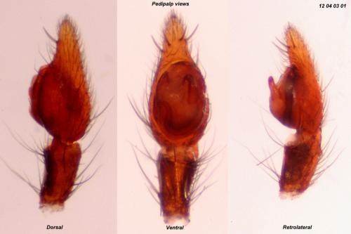 Réf. 85 306 : Micaria pulicaria