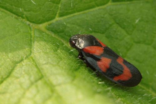 Réf. 85 643 : Cercopis vulnerata
