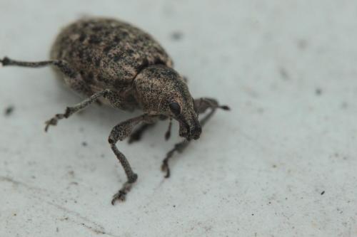 Réf. 85 903 : Liophloeus tessulatus