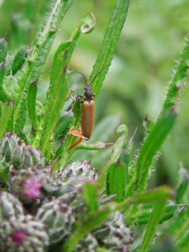 Réf. 85 491 : Denticollis linearis