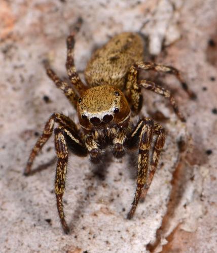 Réf. 86 543 : Dendryphantes rudis