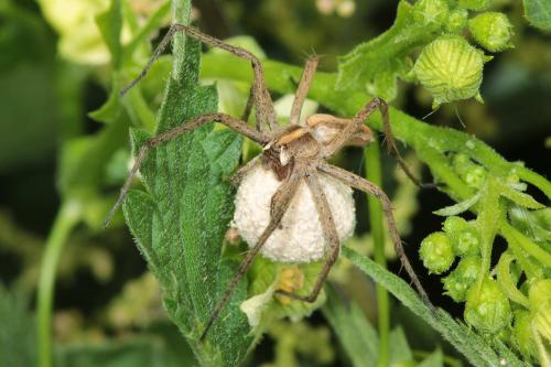 Réf. 86 900 : Pisaura mirabilis