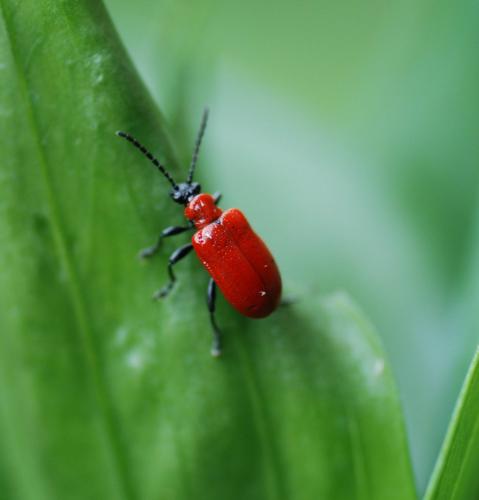 Réf. 86 310 : Lilioceris lilii