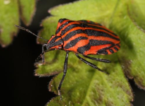 Graphosoma italicum