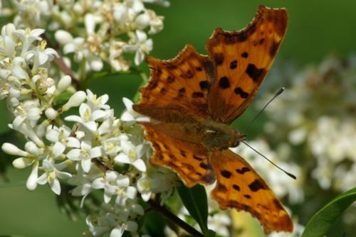 Polygonia c-album