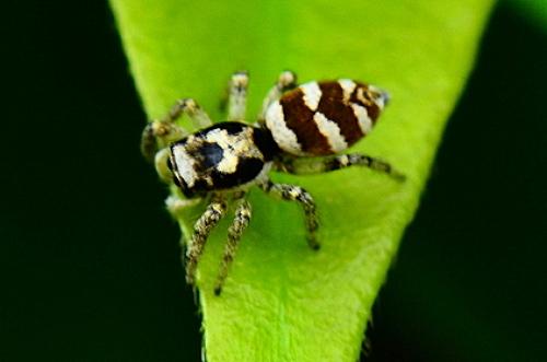 Salticus scenicus