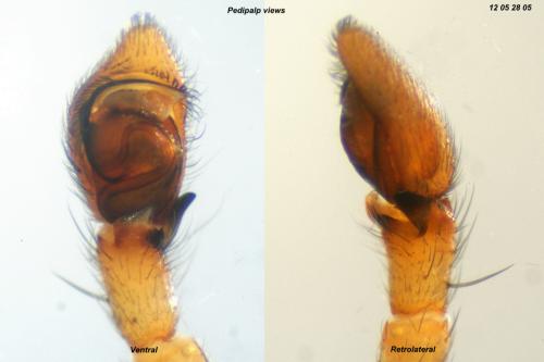 Réf. 87 508 : Philodromus fuscolimbatus