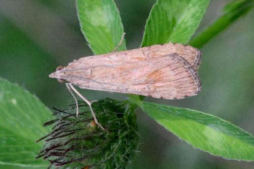Réf. 87 008 : Nomophila noctuella