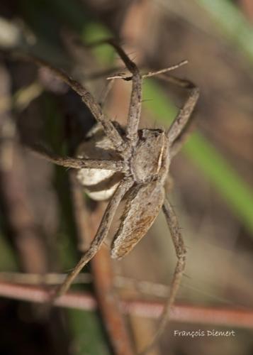 Réf. 87 068 : Pisaura mirabilis