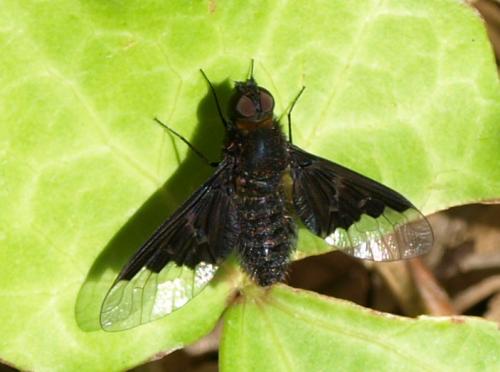 Réf. 87 530 : Hemipenthes morio