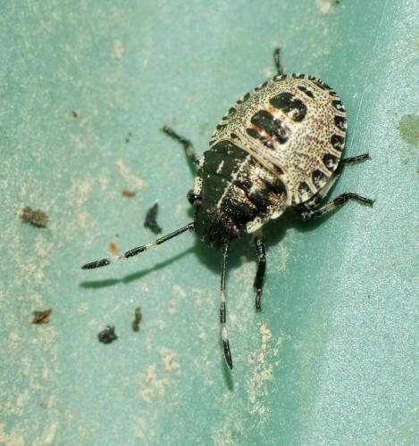 Réf. 87 763 : Rhaphigaster nebulosa