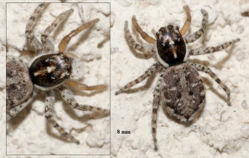 Réf. 87 196 : Menemerus semilimbatus