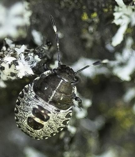 Réf. 88 940 : Rhaphigaster nebulosa