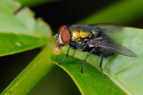 Réf. 88 689 : Lucilia sp.