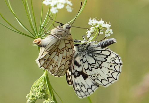 Réf. 88 867 : Melanargia russiae