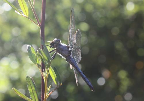 Réf. 88 632 : Orthetrum brunneum