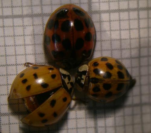 Harmonia axyridis