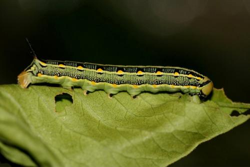 Réf. 89 645 : Hyles livornica