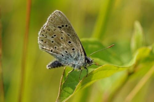 Réf. 89 041 : Polyommatus bellargus