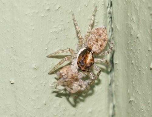 Réf. 89 020 : Menemerus semilimbatus