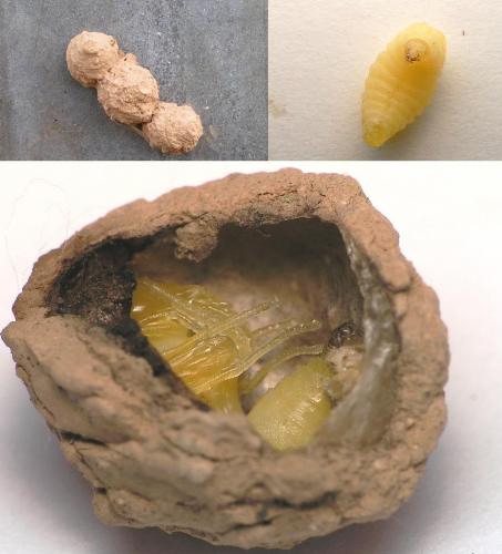 Réf. 9 508 : Eumenes sp.