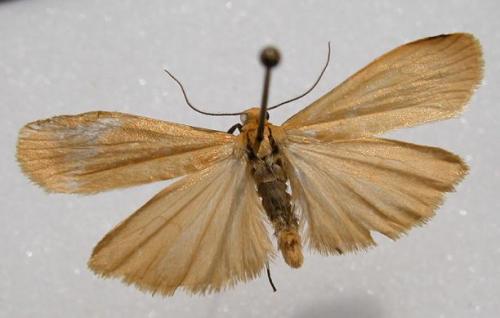 Eilema sororcula