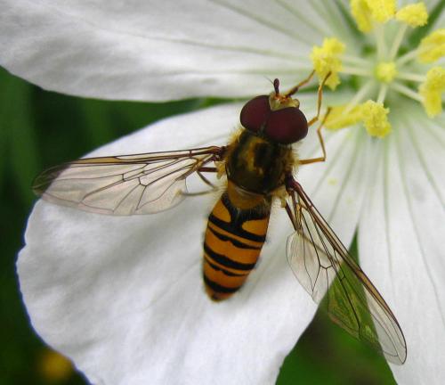 Réf. 9 461 : Episyrphus balteatus