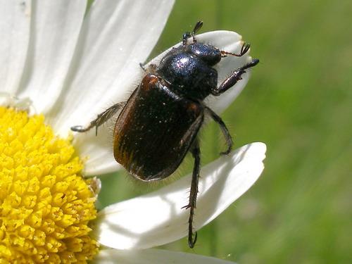 Phyllopertha horticola
