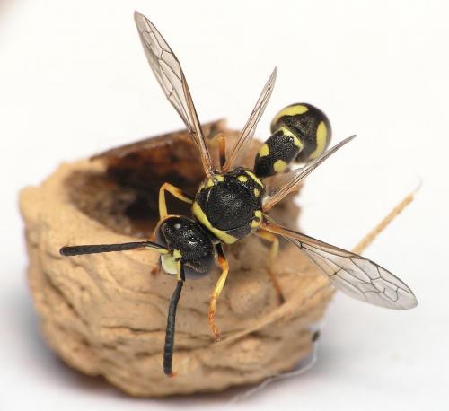 Réf. 9 509 : Eumenes sp.