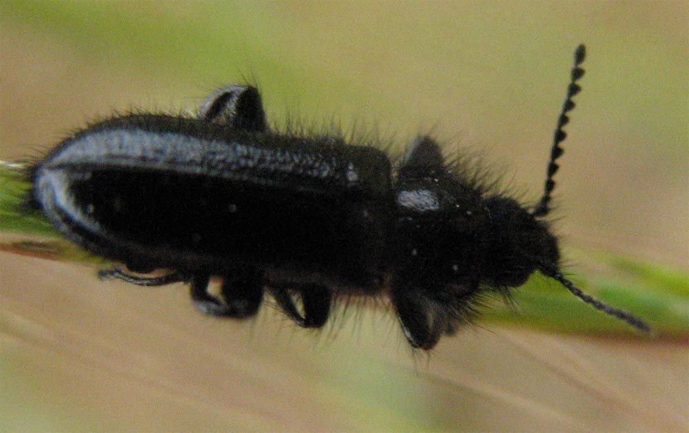 Amy - Enicopus (Enicopus) ater ater - réf. 9144 (1000 x 628 pixels, 95 ko)