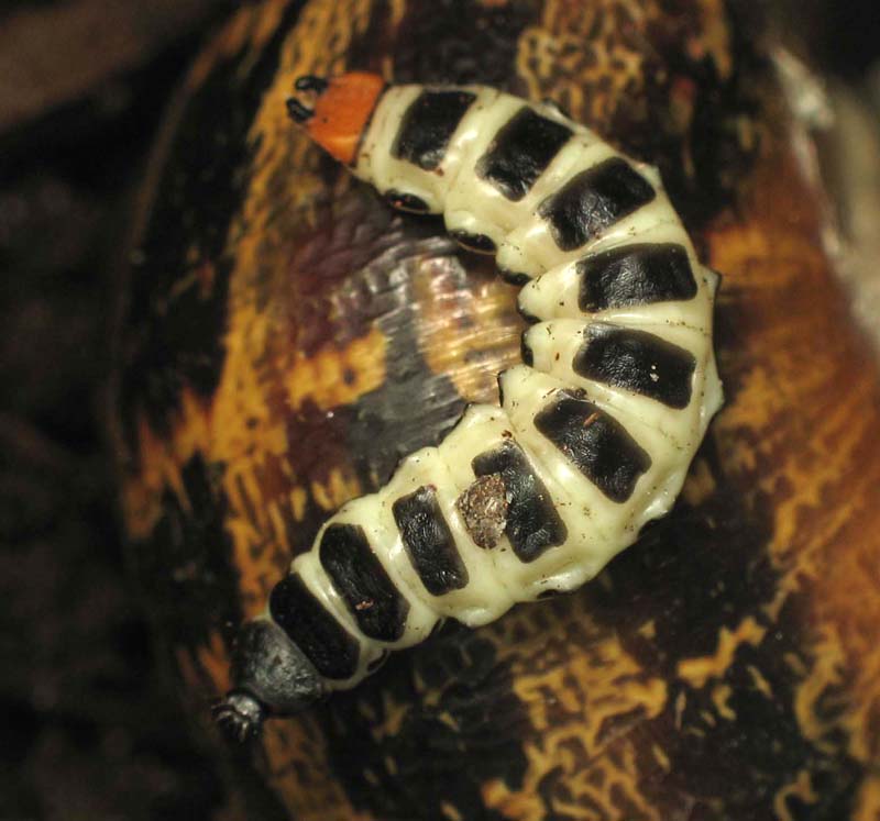 matthieu pilard - Lygistopterus sanguineus - réf. 9009 (800 x 747 pixels, 77 ko)