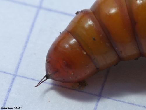 Réf. 90 214 : Helicoverpa armigera