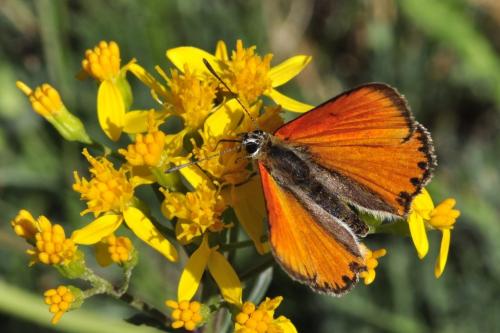 Réf. 90 173 : Lycaena virgaureae