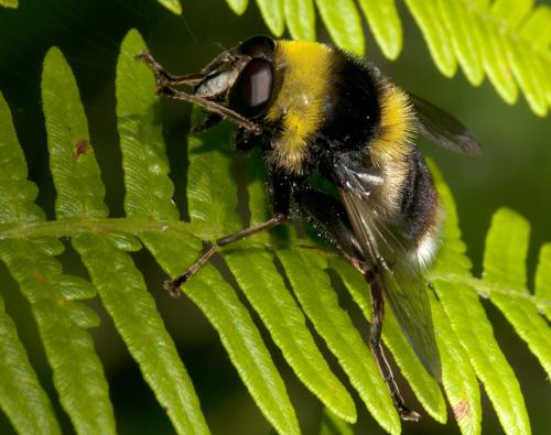 Réf. 90 034 : Sericomyia bombiformis
