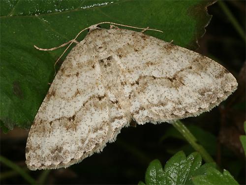 Réf. 90 654 : Ectropis crepuscularia