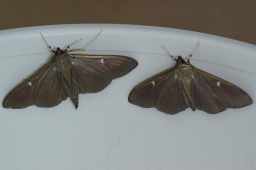 Réf. 90 806 : Cydalima perspectalis