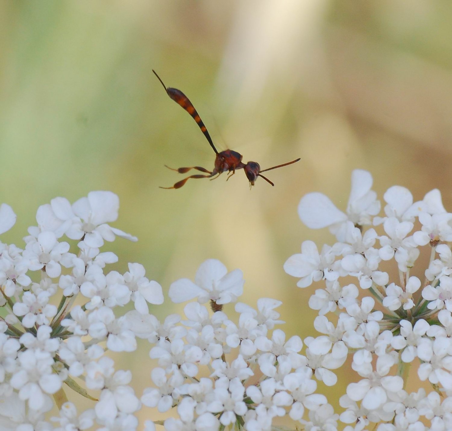 Patrick Decreus - Gasteruption hastator - réf. 90389 (1500 x 1430 pixels, 184 ko)