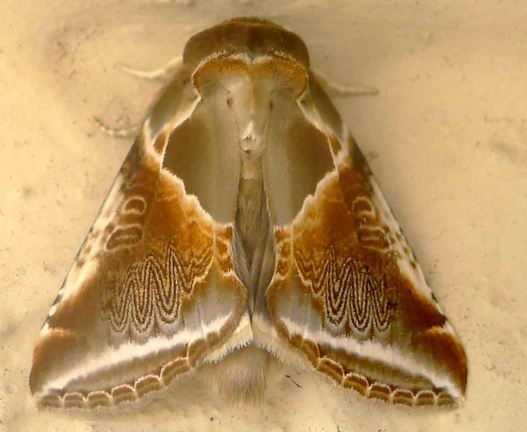 Phil - Habrosyne pyritoides - réf. 90410 (1055 x 866 pixels, 194 ko)