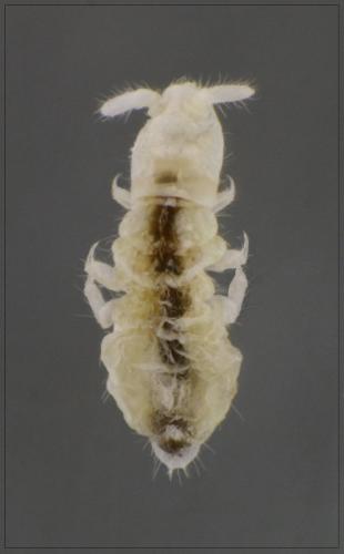 Réf. 91 572 : Onychiurinae inconnu