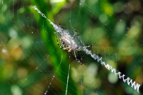 Argiope bruennichi