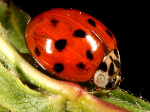 Harmonia axyridis
