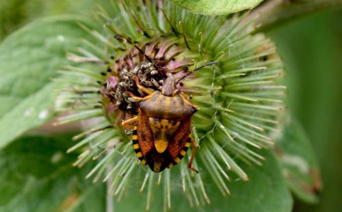 Carpocoris purpureipennis
