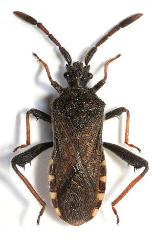 Réf. 91 920 : Loxocnemis dentator