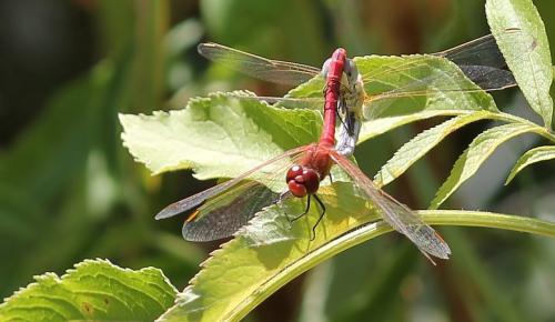 Sympetrum fonscolombii