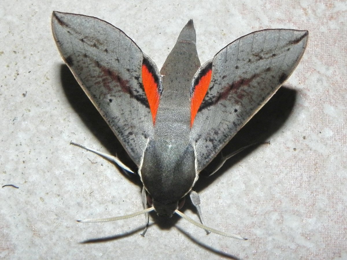 Ben152 - Hippotion scrofa - réf. 91530 (1200 x 900 pixels, 216 ko)