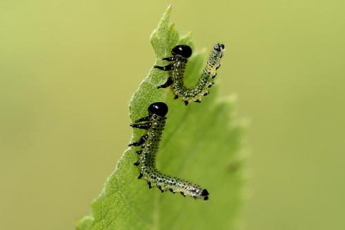 Arge (ochropus-pagana)