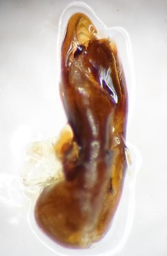 Réf. 93 767 : Platydracus stercorarius
